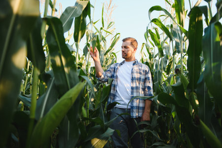 Farmer inspecting his corn plants in a cultivated agricultural field at sunset, ensuring healthy growth and abundant harvestの写真素材