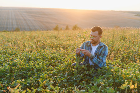 Agronomist inspecting soy crops at sunset, ensuring healthy growth and maximizing yield potentialの写真素材