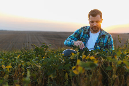 Farmer checking soybean crop in field at sunset, ensuring healthy growth and assessing harvest...