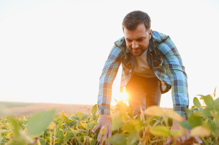 Farmer inspecting soy plants at sunset, ensuring healthy growth and quality for a bountiful harvest in a peaceful countryside settingの写真素材