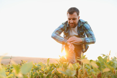 Farmer examining his smartwatch amidst a soybean field, bathed in the warm glow of the setting sun