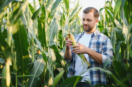 Farmer holding and examining a corn cob in a cultivated field, checking the quality of the harvestの写真素材