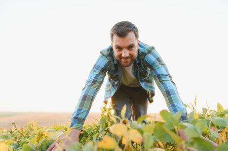 Farmer examining soy plants in a cultivated field, ensuring healthy growth and abundant harvest...