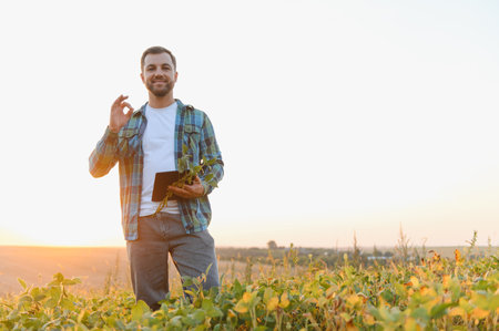 Agronomist making ok sign while holding a tablet and a soy plant in a cultivated field at sunsetの写真素材