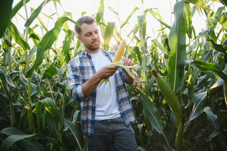Farmer carefully inspecting a corn cob in a lush field, ensuring a successful harvest under the warm glow of the setting sunの写真素材