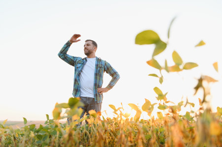 Confident farmer shielding his eyes from setting sun, proudly surveying his soybean field, ensuring...