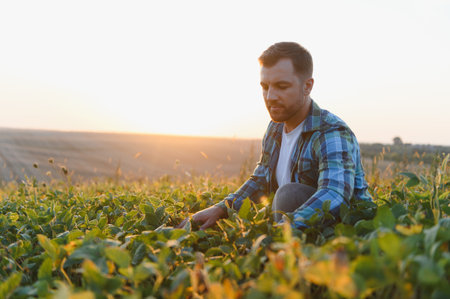 Farmer analyzing soy plants in cultivated field at sunset, showcasing agricultural practices and crop growthの写真素材