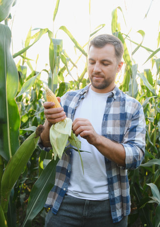 Farmer carefully inspecting a ripe corn cob in a lush field, ensuring a successful harvest during a beautiful sunsetの写真素材