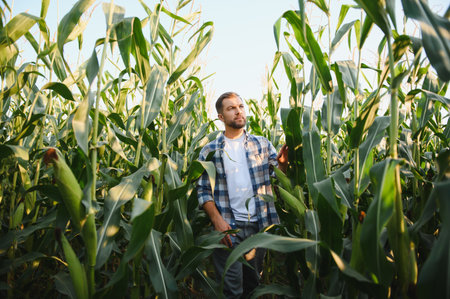 Farmer walking through a vibrant cornfield, inspecting crops under the warm sun on a bright summer...