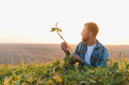 Farmer analyzing a soy plant in a cultivated field, illuminated by the warm glow of the setting sunの写真素材