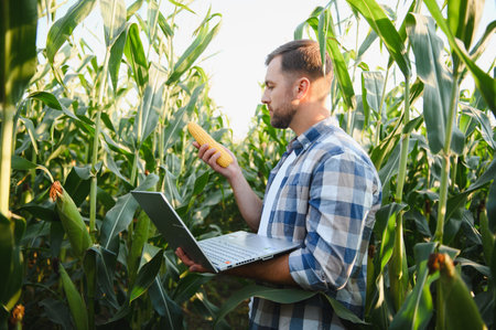 Farmer analyzing corn growth using laptop and inspecting corn cob in cultivated cornfield,...