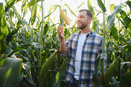 Happy farmer examining ripe corn cob in cultivated cornfield at sunset, enjoying successful harvest