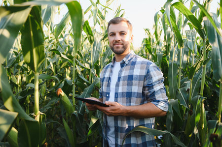 Farmer using digital tablet in corn field, examining growth and development of plants, implementing...