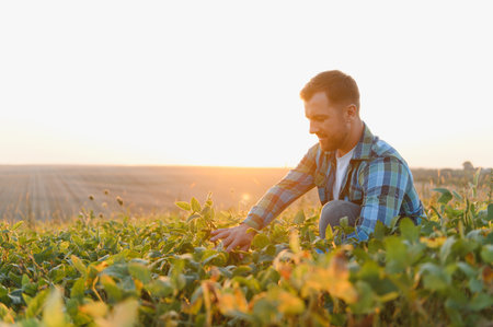 Farmer checking soy plants at sunset, ensuring healthy growth and abundant harvest in cultivated fieldの写真素材