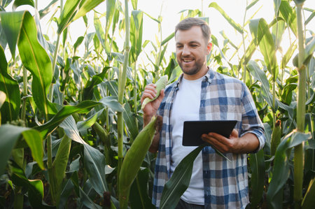 Happy farmer holding corn cob and using digital tablet while inspecting crops in cultivated corn fieldの写真素材