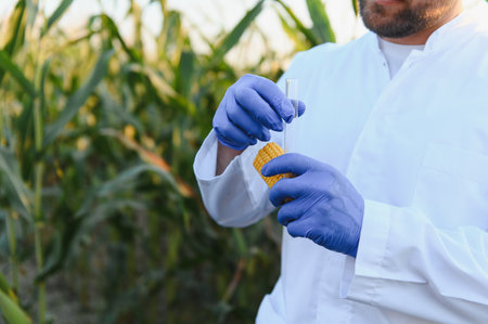 Agronomist wearing a lab coat and gloves is conducting research in a cornfield, performing tests on a corn cob using a test tubeの写真素材