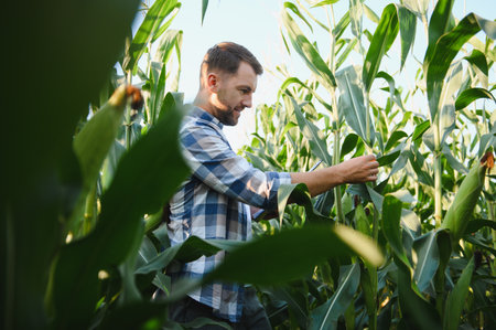 Farmer using digital tablet while inspecting corn plants in cultivated field, implementing modern agricultural technologiesの写真素材
