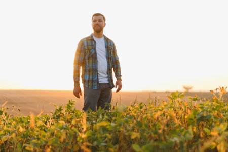 Farmer standing in cultivated soy field at sunset, enjoying the success of his harvest and looking...