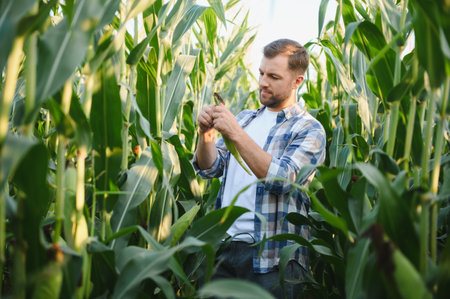 Farmer carefully inspects a corn cob in a lush field, ensuring healthy growth and assessing the quality of his cropの写真素材
