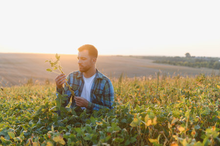 Young farmer inspecting a soy plant in a cultivated field at sunset, demonstrating care and expertise in agricultureの写真素材