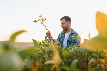 Farmer inspecting a soy plant in a field at sunset, checking the health and growth of his cropの写真素材