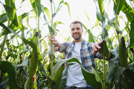 Happy farmer inspecting his healthy corn plants in a large agricultural field, ensuring a bountiful...