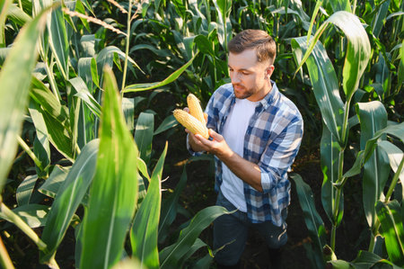 Farmer holding and checking ripe corn cobs in a cultivated agricultural field during a sunny summer dayの写真素材