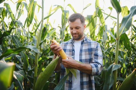 Happy farmer checking the quality of a corn cob in a cultivated field at sunset, during harvest time