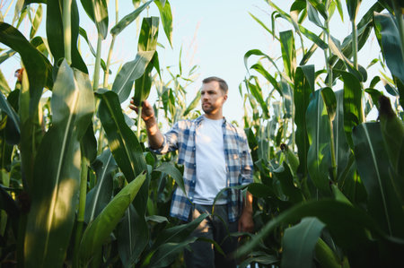 Farmer inspecting his corn crops in a cultivated field, ensuring healthy growth and assessing the harvest potential during a beautiful sunsetの写真素材