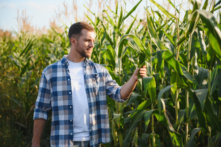Young farmer inspecting his corn plantation at sunset, touching a leaf and checking the growth