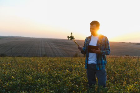 Farmer analyzing soy plant growth using a digital tablet in a cultivated field at sunset, showing casing agricultural technologyの写真素材