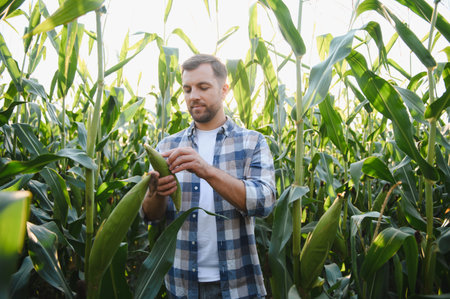 Farmer inspecting a corn cob in a cultivated field, ensuring a healthy harvest under the warm glow of the setting sunの写真素材