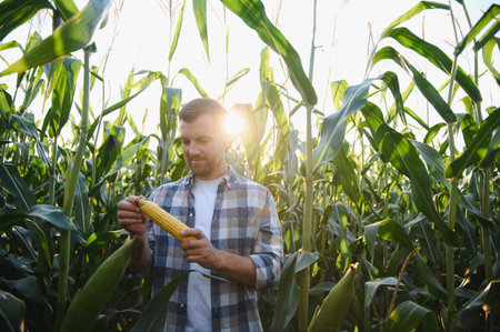 Happy farmer inspecting a ripe corn cob while surrounded by lush maize fields, basking in the warm glow of the sunsetの写真素材