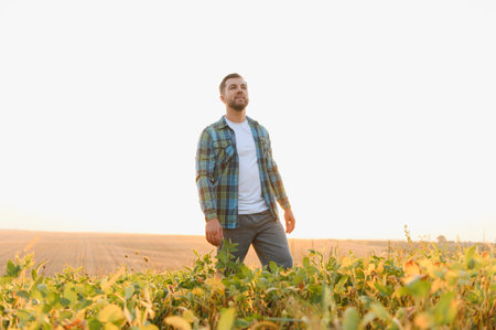 Farmer walking through cultivated soybean field at sunset, checking plants and enjoying golden hour lightの写真素材