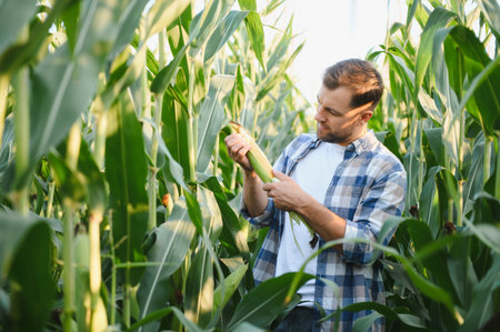 Farmer inspecting a corn cob in a vibrant field, ensuring a bountiful and healthy crop while...