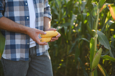 Farmer proudly showcasing ripe corn cobs amidst a thriving cornfield, symbolizing a successful harvest season and agricultural abundanceの写真素材
