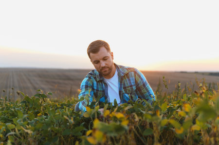 Farmer examining the growth of soy plants in a field during sunset, ensuring a bountiful and healthy harvest for the seasonの写真素材