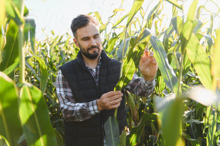 Male farmer checking green corn plants in a sunny agricultural field, ensuring healthy crop growth and future harvestの写真素材