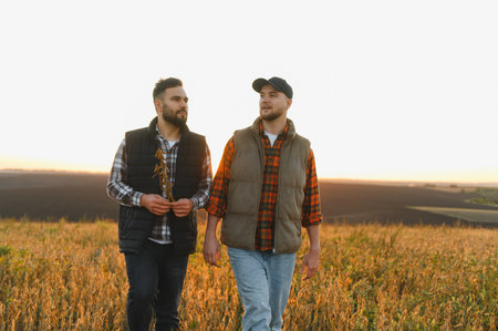 Two young farmers inspecting ripe soybean plants in large agricultural field, discussing harvest during golden hourの写真素材