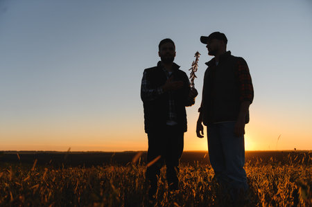 Two farmers silhouetted against a golden sunset, inspecting soybean crops in a rural field and discussing harvestの写真素材