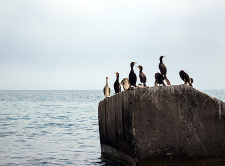 Flock of cormorantsの写真素材