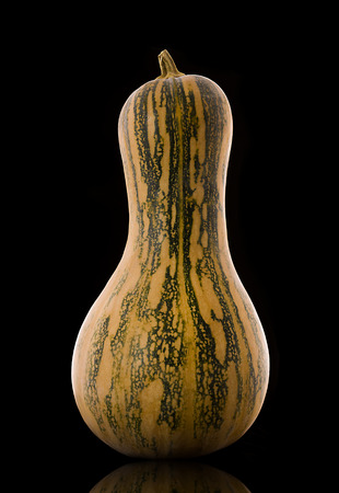 Pumpkinの写真素材