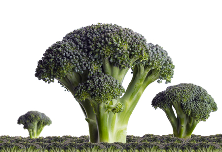 Ripe green broccoli like a tree isolatedの写真素材