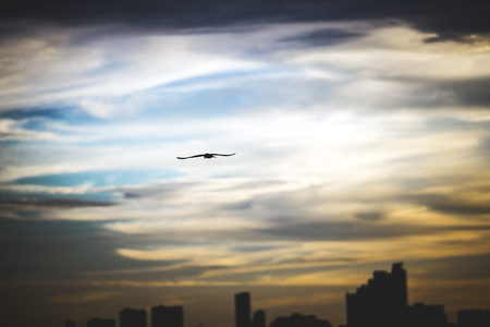 A bird flying freely in the sky