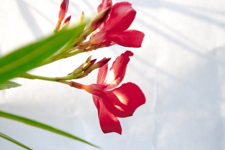 flower for all