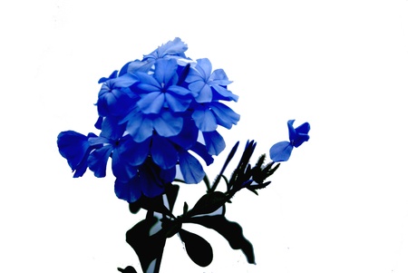 blue flower for allの写真素材