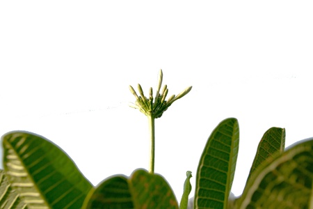 pointing into the sky showing the firm standing of flowerの写真素材