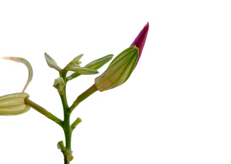 leafless flowerの写真素材