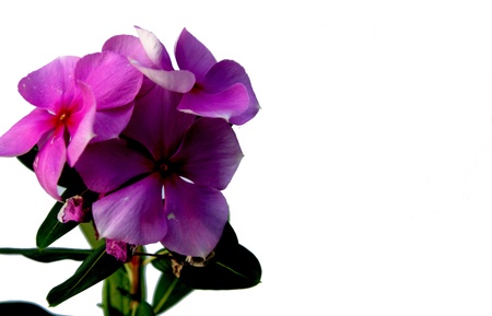 group flowerの写真素材