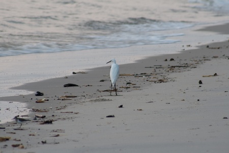 white birdの写真素材